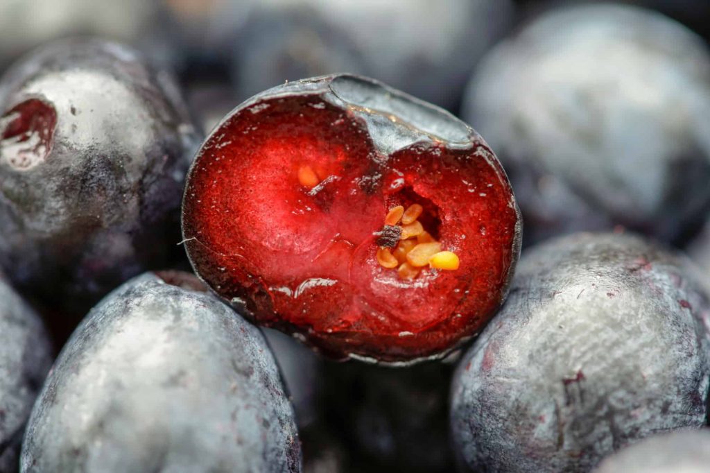 inside of a wild blueberry, or bilberry