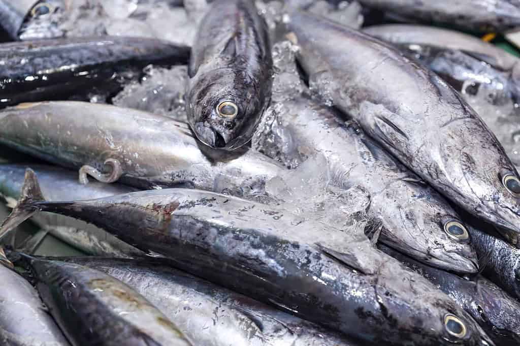 Do All Tuna Fish Have Scales and Fins? Species Guide