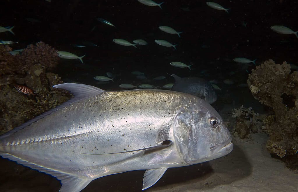 Hawaiian Papio Fish (Ulua): How It Tastes and How To Cook It
