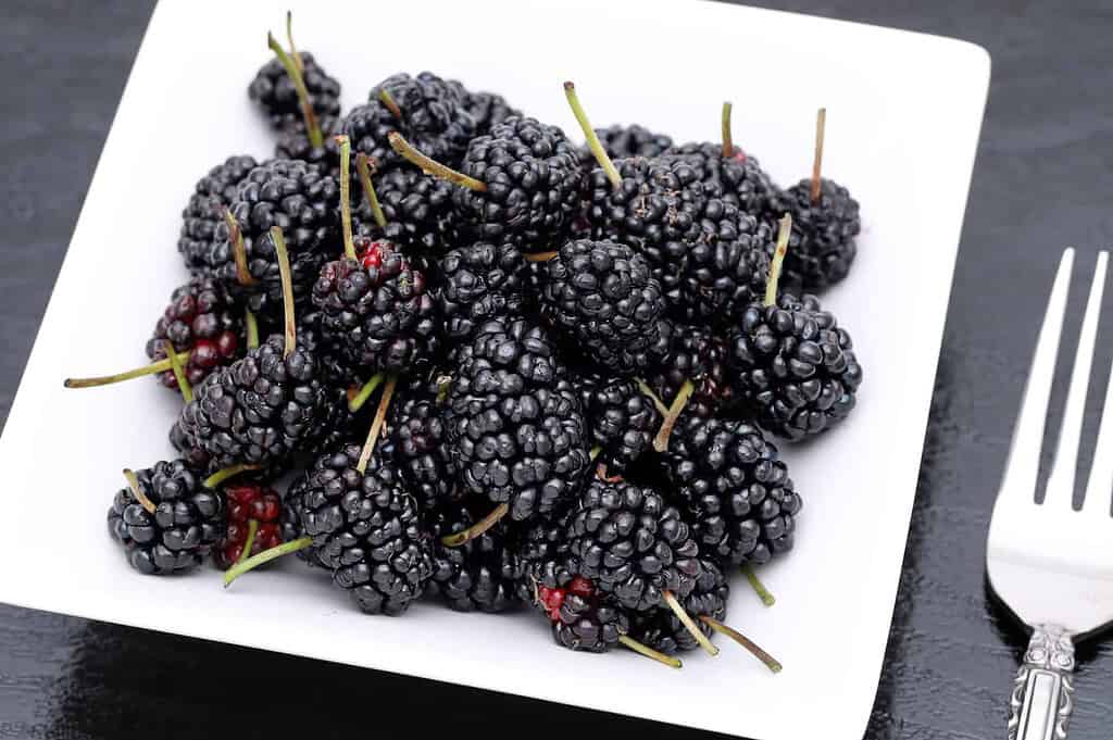 A pile of fresh black mulberries served on a square white plate, showcasing their glossy, textured surface and green stems. A silver fork is placed nearby on a black table, adding a touch of elegance to the presentation.
