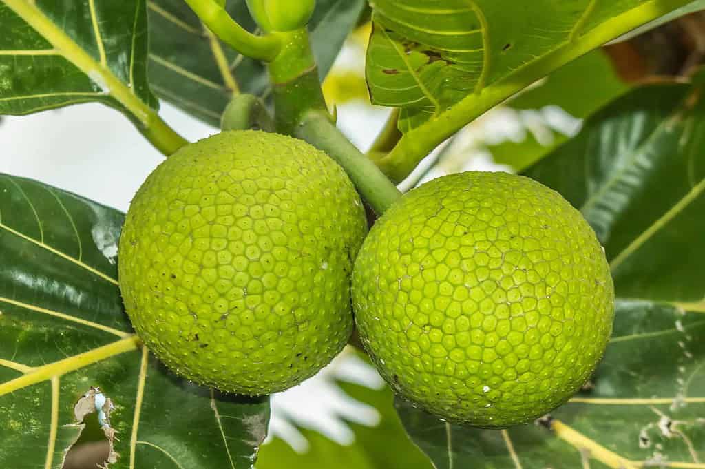  Two green breadfruit hanging from a tree branch, surrounded by large glossy leaves. The fruit's textured surface is highlighted in a natural outdoor setting