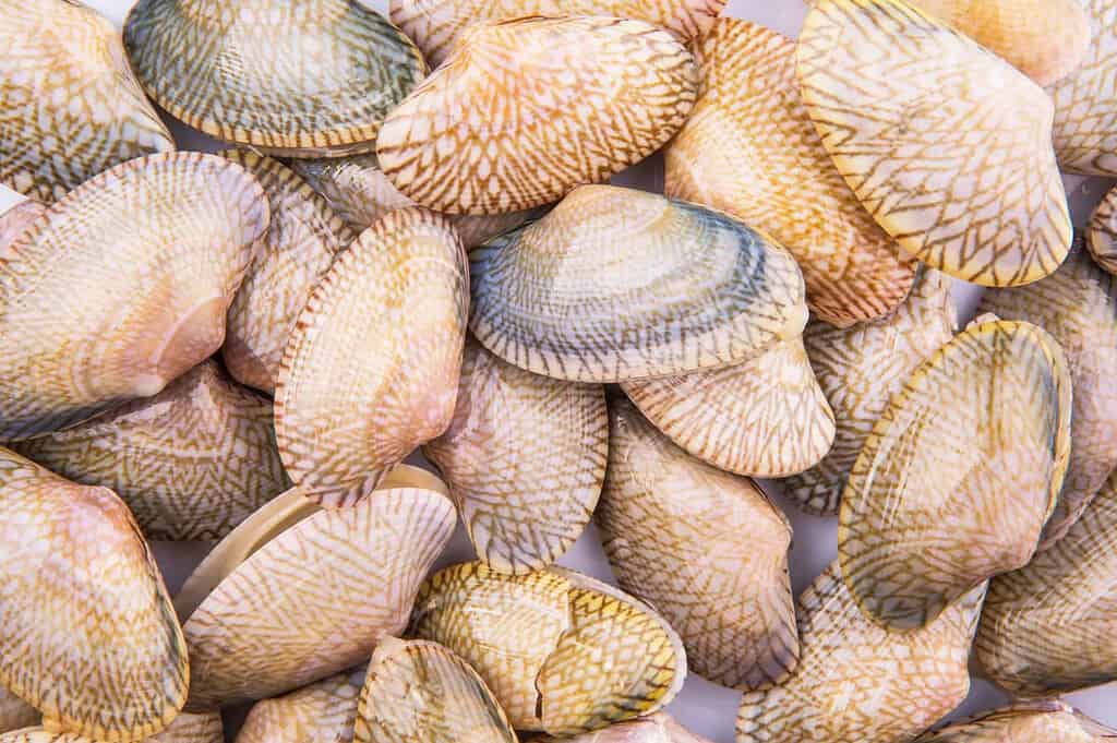 How Many Clams in a Bushel? (Plus Costs)