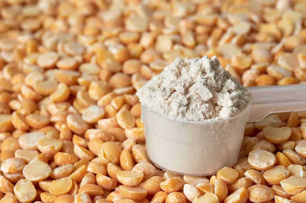 peas with pea protein powder in a measuring spoon
