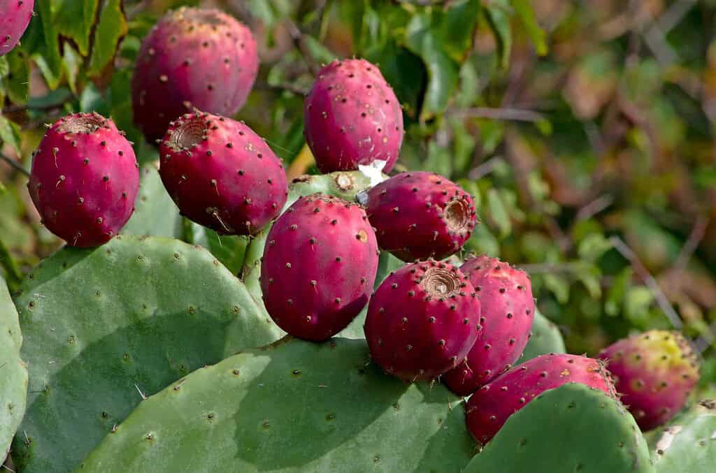 Bright red prickly pear fruits growing on a cactus plant with flat, green pads. The fruits' spiky texture is visible, set against a natural outdoor background