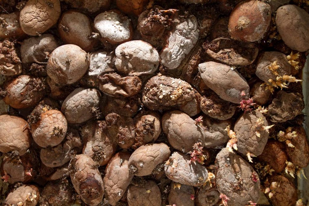 pile of rotten potatoes