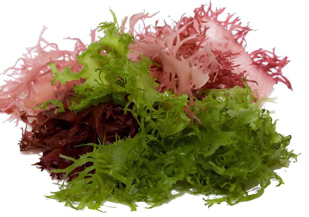 fresh green and red seaweeds