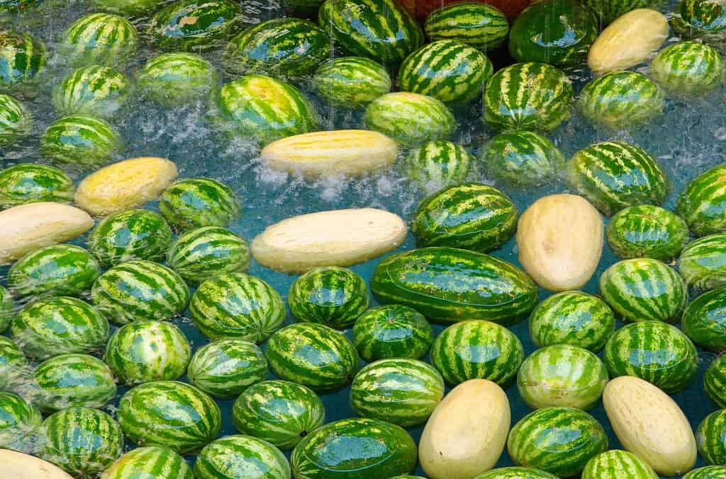 watermelon varieties float on water