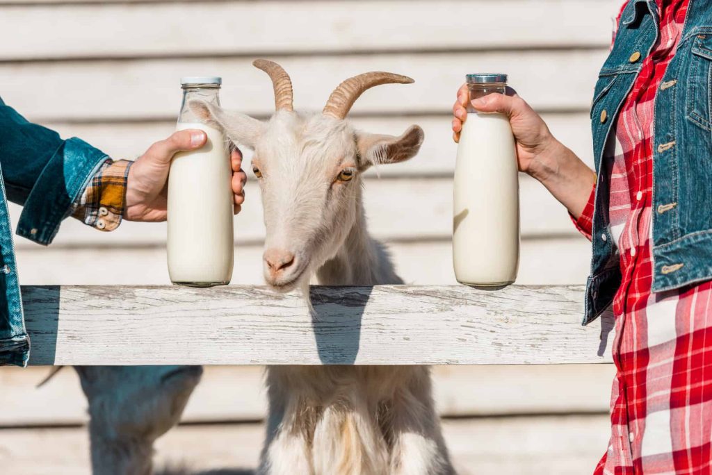 goat and two bottles of goat milk