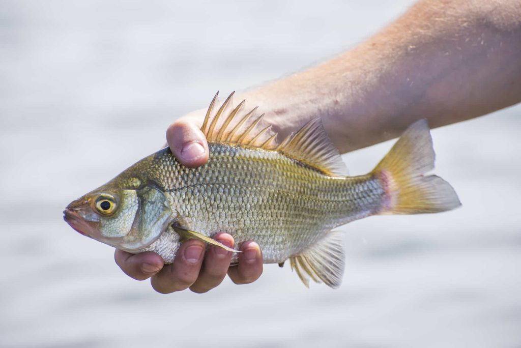 What's a Gasper Goo [Gaspergou] Fish? Is It Tasty?