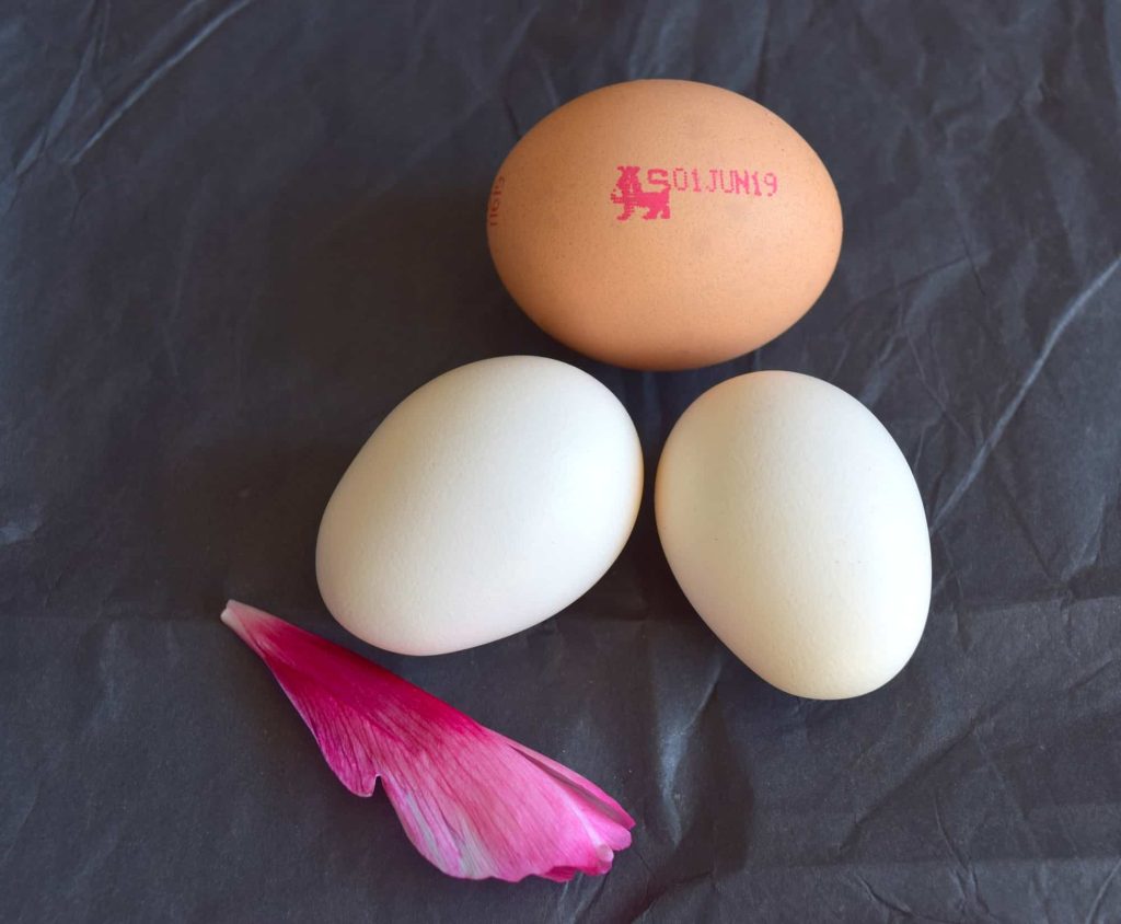 lion stamped eggs