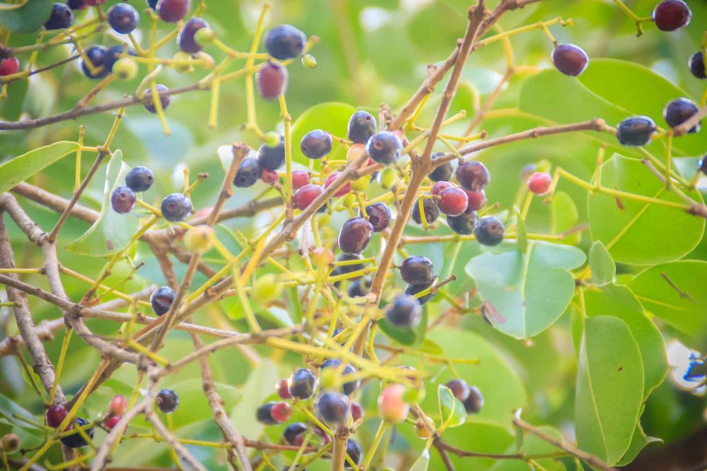 java plum plant with fruits