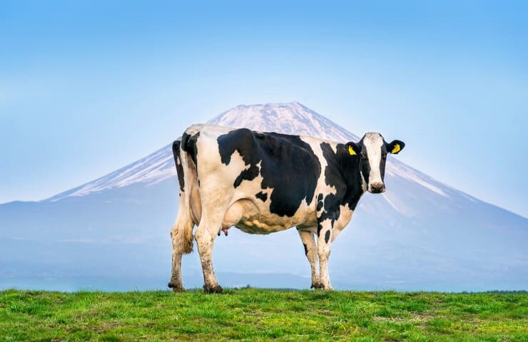 The image shows a black and white cow standing on a grassy field with a mountainous backdrop. The cow faces the camera, and behind it, a tall mountain with a snow-covered peak rises against a clear blue sky. The scene gives a serene and natural feel, capturing the cow in a picturesque landscape. 