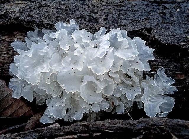 Snow Fungus Benefits for Skin: The Poor Man’s Bird’s Nest for Collagen & Glow