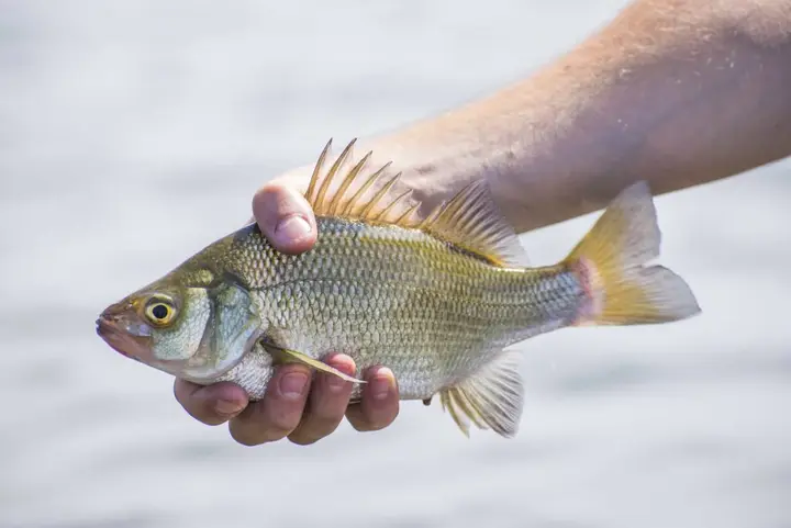 What's a Gasper Goo [Gaspergou] Fish? Is It Tasty?