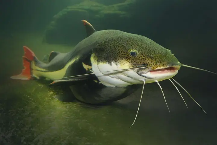 Do Catfish Have Fins and Scales? An Expert's Insight