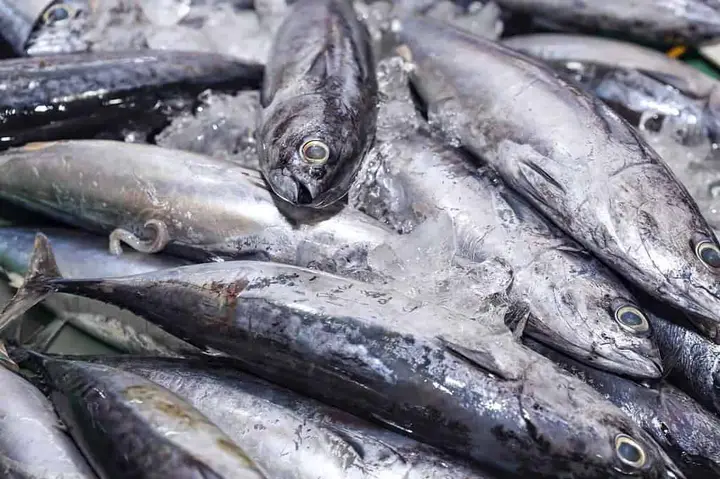 Do All Tuna Fish Have Scales and Fins? Species Guide
