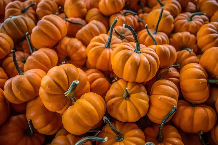 How Much Does an Average Pumpkin Weigh? 