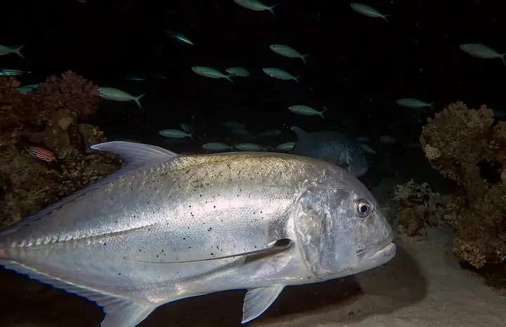 Hawaiian Papio Fish (Ulua): How It Tastes and How To Cook It