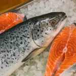 Fresh salmon