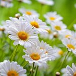 A vibrant cluster of white daisies with yellow centers set against a lush green background mirrors a serene field of smoke chamomile. The flowers are in full bloom, creating a cheerful and fresh spring scene.