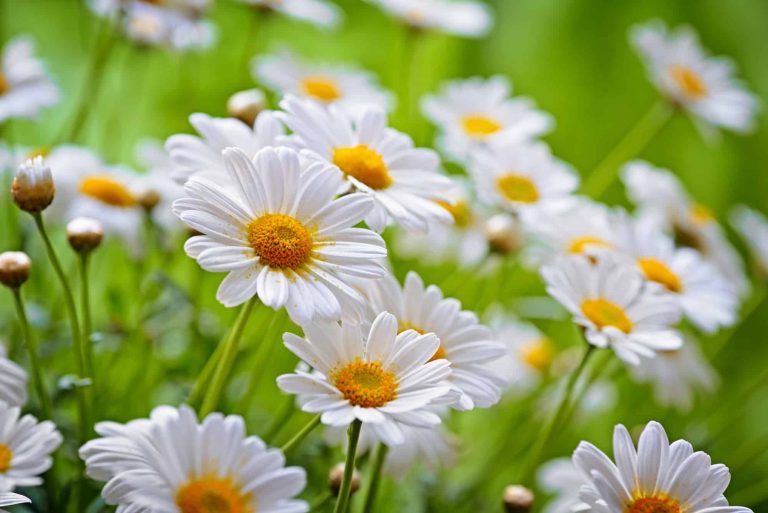 A vibrant cluster of white daisies with yellow centers set against a lush green background mirrors a serene field of smoke chamomile. The flowers are in full bloom, creating a cheerful and fresh spring scene.