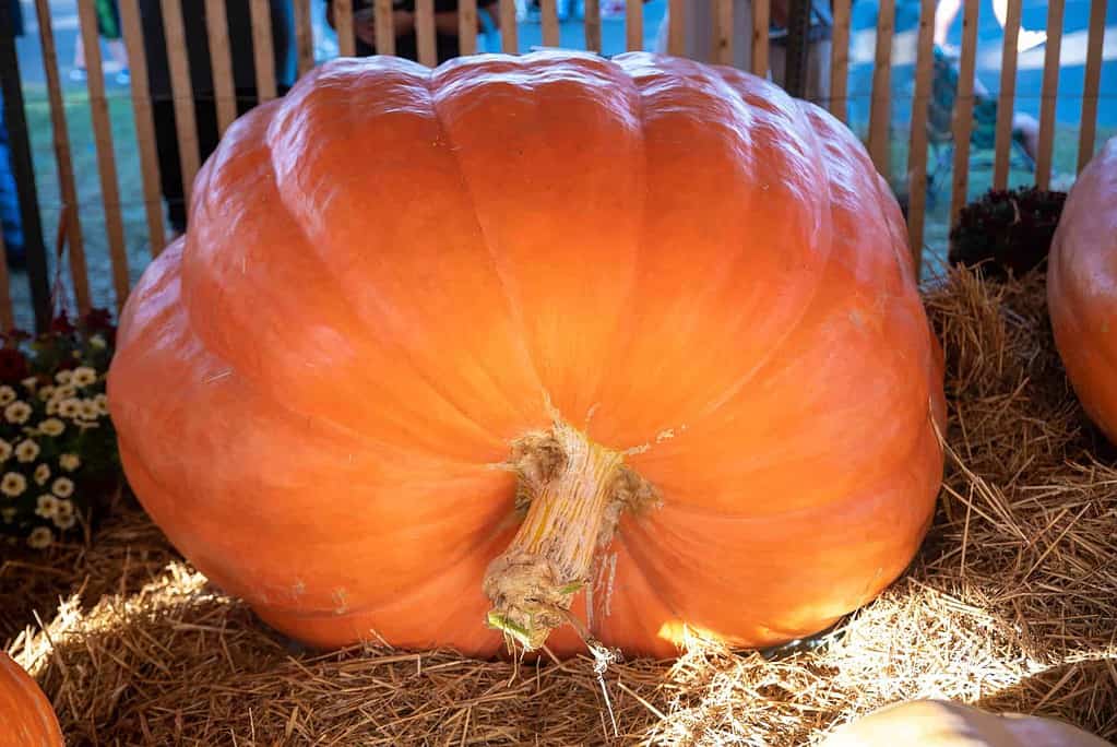 giant pumpkin on a bed of hay