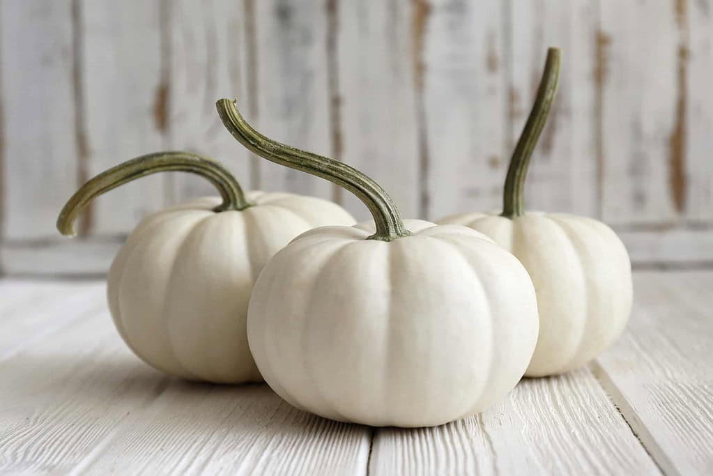 three lumina white pumpkins