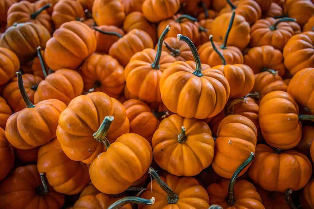 pile of small orange pumpkins