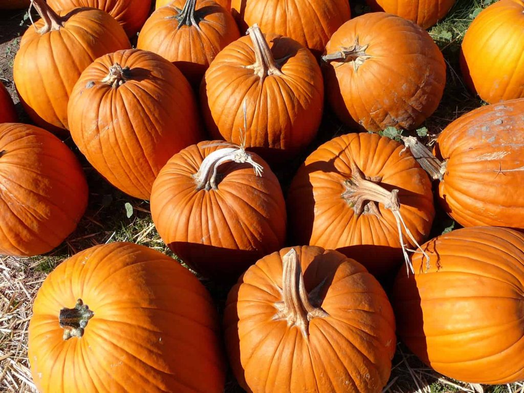 How Much Does an Average Pumpkin Weigh? Cuisine Seeker