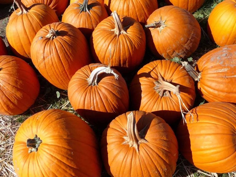 A collection of bright orange pumpkins with prominent stems are scattered on the ground, their sizes inviting curiosity about pumpkin weighing. They lie on a surface covered with dried grass and hay, suggesting a harvest or autumn setting.