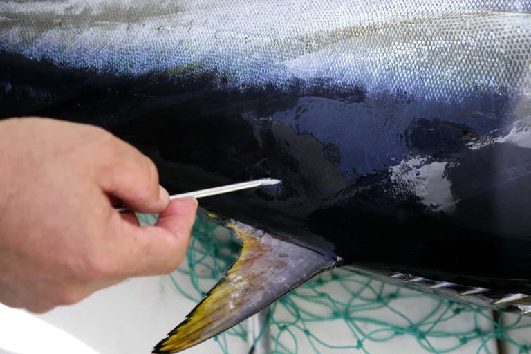 A person using a cotton swab to take a sample from the skin of a large tuna fish. The fish has a shiny, dark surface with visible scales and a yellow-tipped tail. A green net is partially visible underneath.