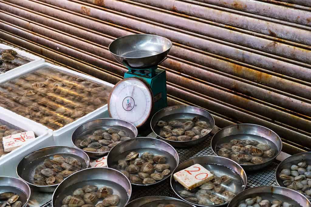 clams on a seafood market