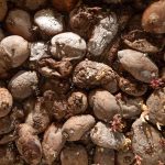 A collection of sprouting, dry, and wrinkled potatoes with small shoots emerging from some of them. The potatoes are closely packed, emitting the unmistakable smell of age and spoilage.