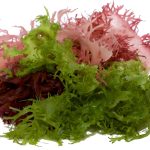 A pile of fresh seaweed with a mix of vibrant colors, including pink, dark red, and bright green, on a white background. The seaweed has delicate, feathery textures and a moist appearance, capturing the essence of the ocean's gassy aroma.