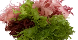 fresh green and red seaweeds