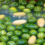 A collection of green and yellow watermelons float effortlessly in water, the gentle splashes creating small waves among them. The vibrant scene showcases an array of shades, evoking a sense of wonder about why these watermelons drift so serenely.