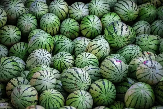 A large pile of fresh watermelons, their vibrant color highlighted by green rinds and dark green stripes, is densely packed together. The natural pattern and uniformity create an appealing visual texture.