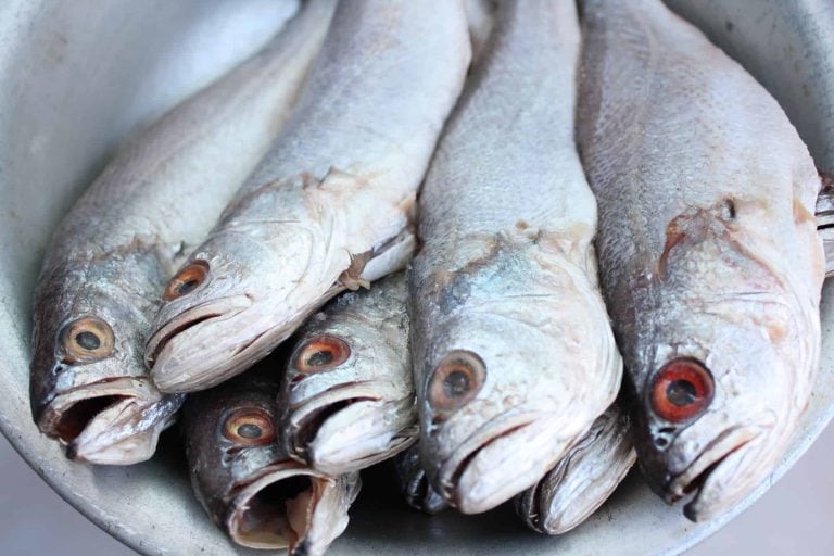 A close-up of six raw croaker fish with silvery scales and open mouths, lying together in a white bowl. The fish have red eyes, promising a good taste when prepared for culinary delight.