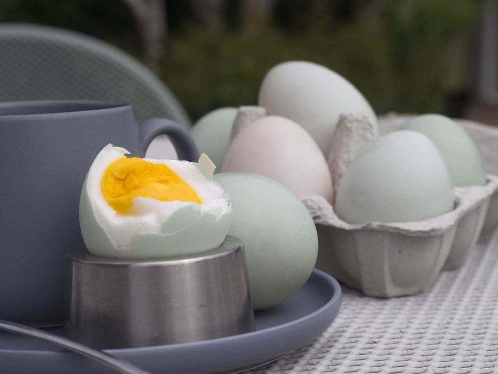 boiled duck eggs