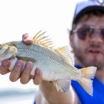 A person wearing sunglasses and a blue vest holds a Gasper Goo fish towards the camera, its scales and fins clearly visible. The background appears to be a body of water under a bright sky, highlighting the tasty catch.