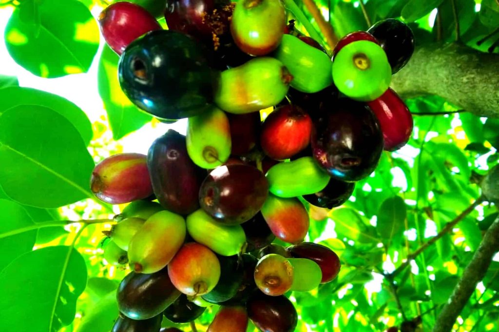 java plum fruits hanging on java plum tree