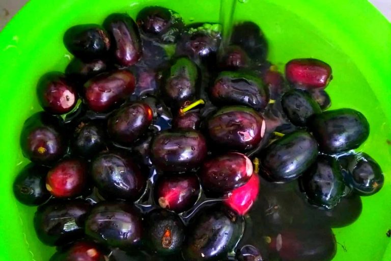 washing java plums in a tub