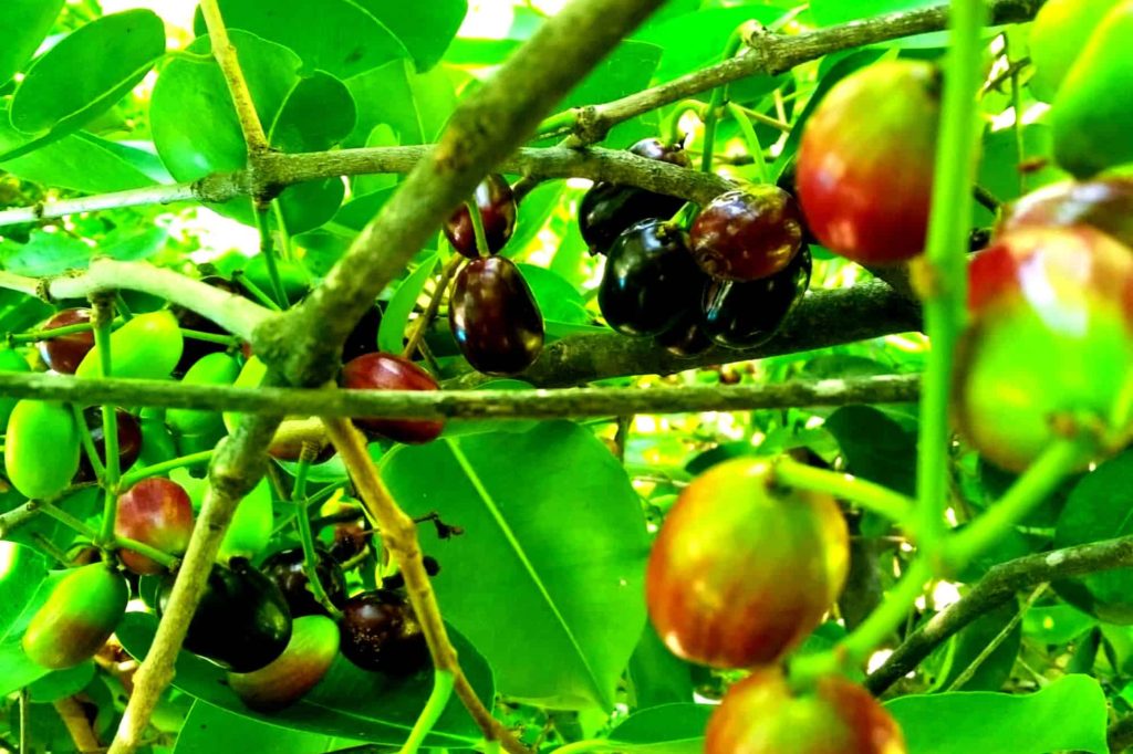 java plum plant with fruits