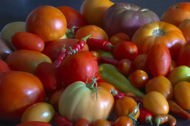 different types of tomato