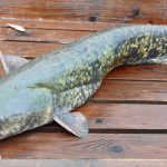 A large catfish with mottled greenish-brown scales and prominent fins lies on a wooden surface. Its mouth is open, displaying whisker-like barbels. The fish is positioned diagonally across the boards.