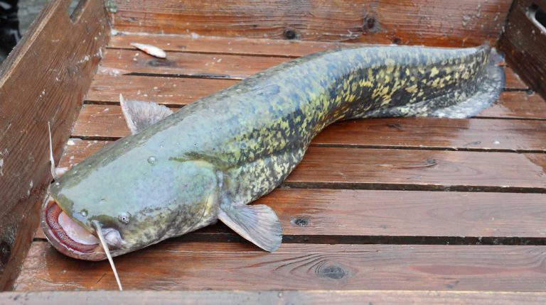 A large catfish with mottled greenish-brown scales and prominent fins lies on a wooden surface. Its mouth is open, displaying whisker-like barbels. The fish is positioned diagonally across the boards.