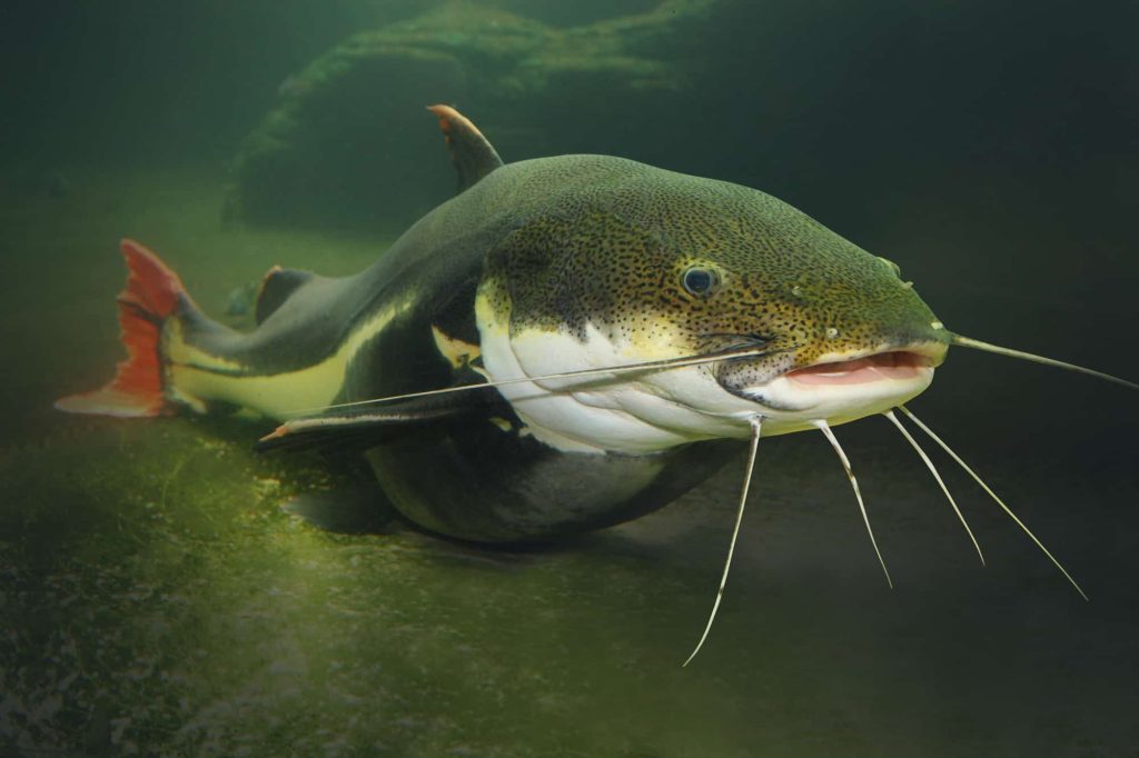 red tail catfish underwater