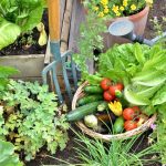 A basket filled with freshly picked seasonal vegetables, including tomatoes, carrots, and lettuce, placed on the ground in a garden. Gardening tools are visible nearby, highlighting the harvest and gardening effort.