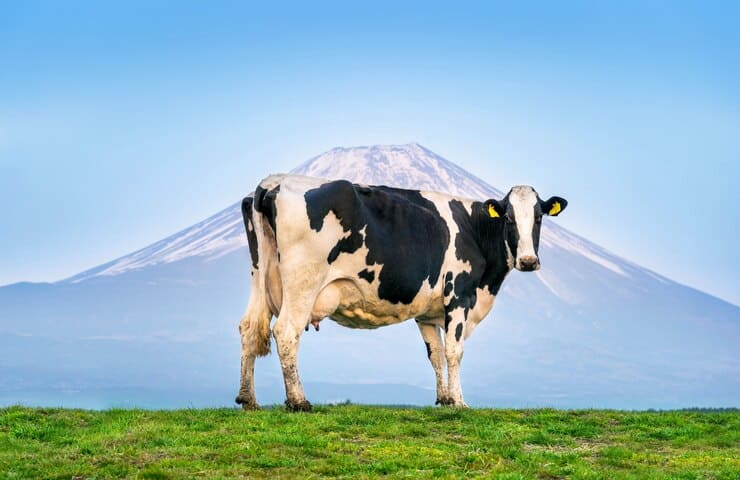 The image shows a black and white cow standing on a grassy field with a mountainous backdrop. The cow faces the camera, and behind it, a tall mountain with a snow-covered peak rises against a clear blue sky. The scene gives a serene and natural feel, capturing the cow in a picturesque landscape.  