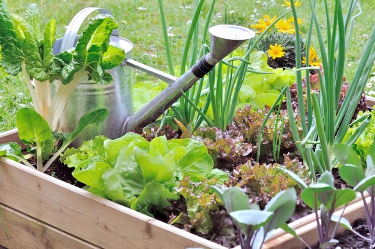 A charming little vegetable patch with various young plants growing in neat rows. The garden bed is filled with rich soil and vibrant green seedlings, showcasing the beginning stages of a thriving garden.